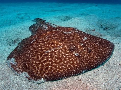Torpedo (genus) .